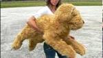 giant_teddy_bear_ke6